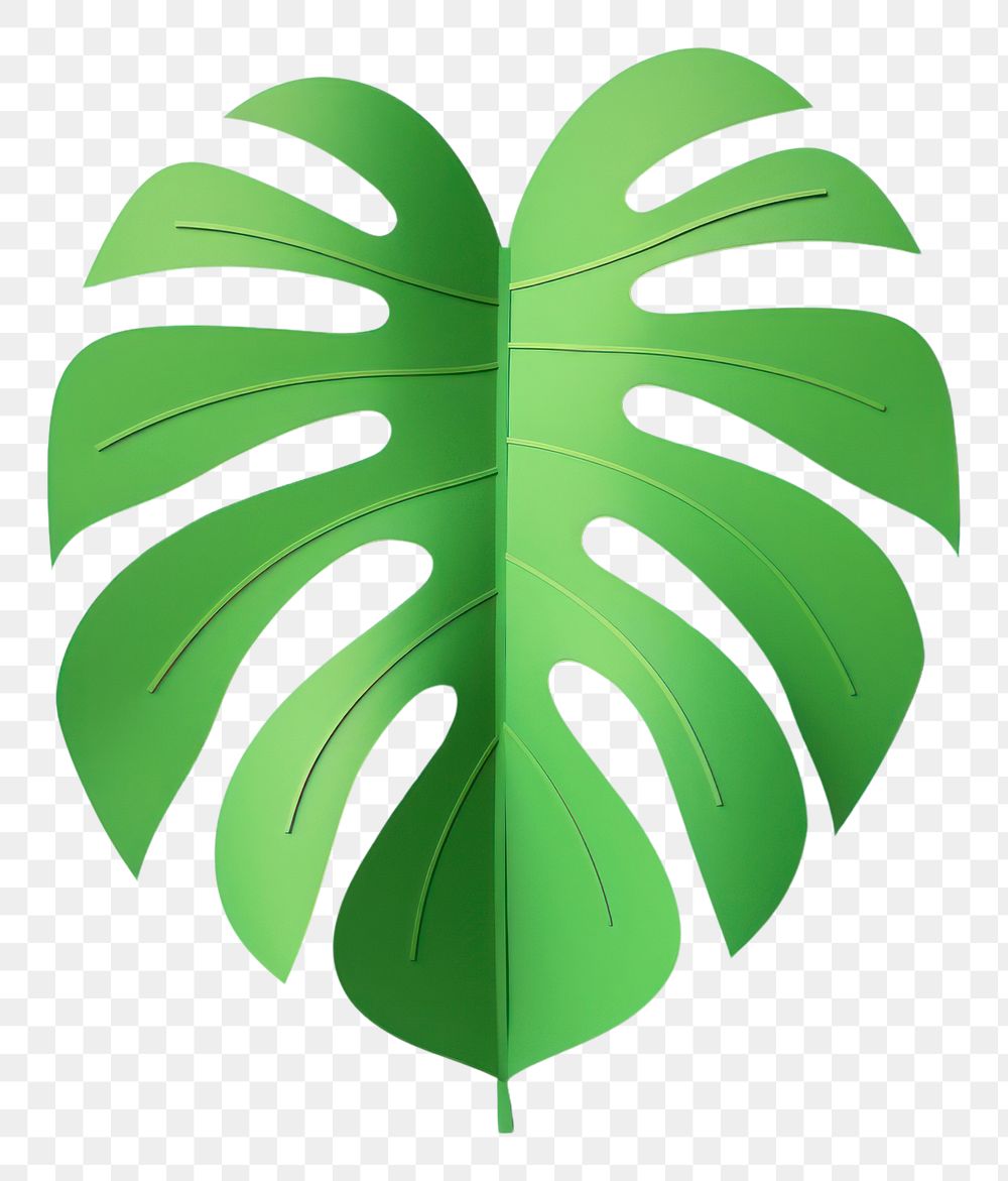 PNG Illustration of a monstera leaf plant green pattern.
