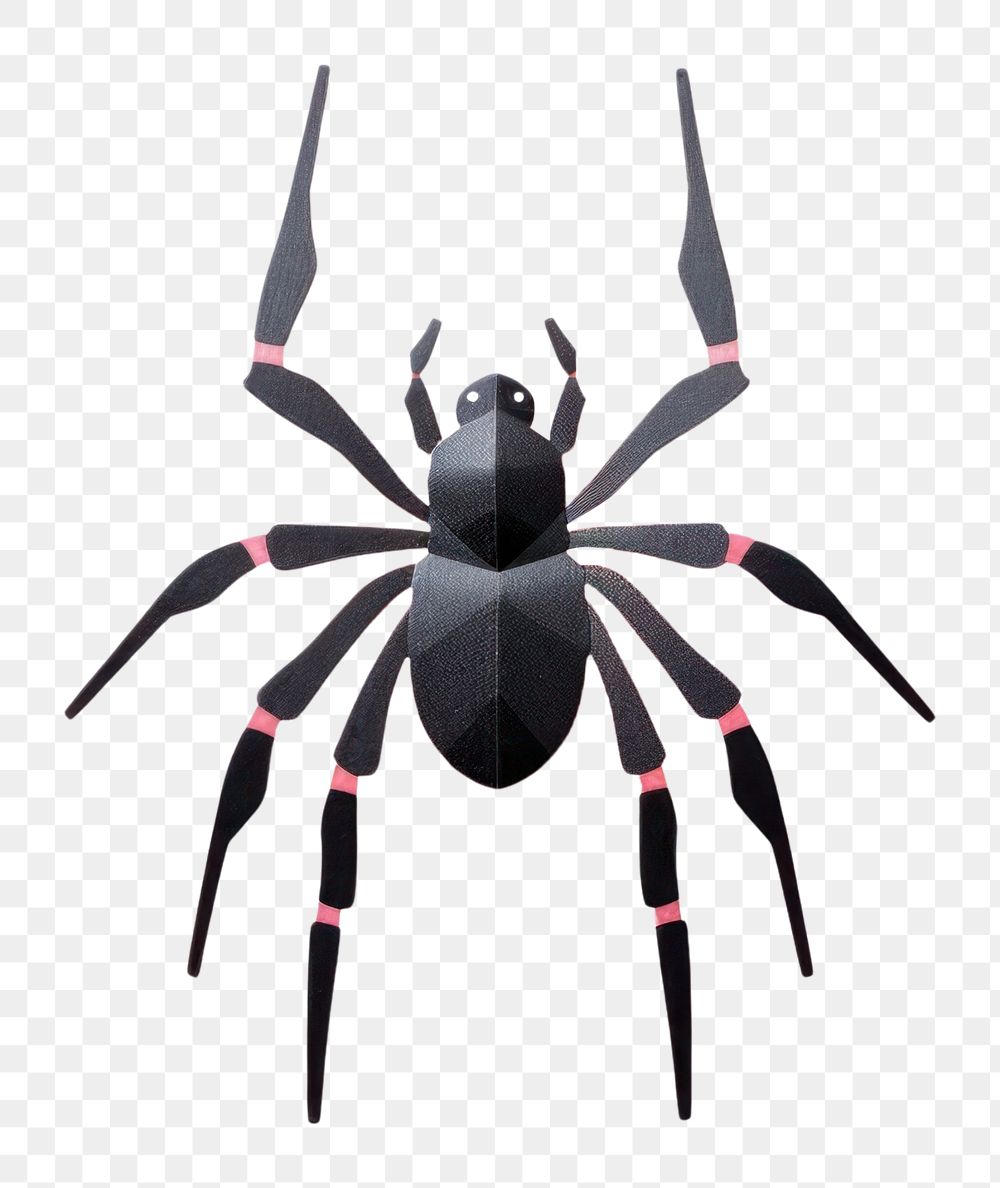 PNG Spider spider tarantula arachnid.