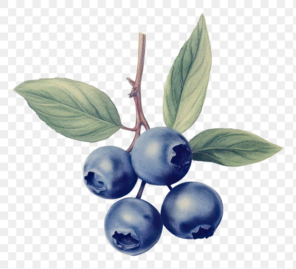 PNG Blueberry sketch fruit plant.