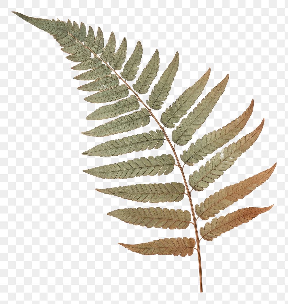 PNG Leaf fern frond sketch plant pattern.