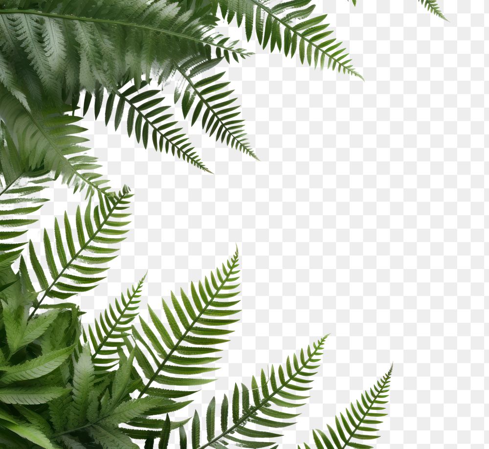 PNG Fern leaves landscape border backgrounds plant leaf.