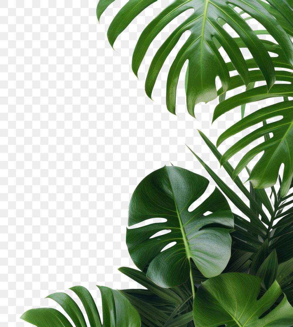 PNG Monstera delicosa leaves border backgrounds nature plant.
