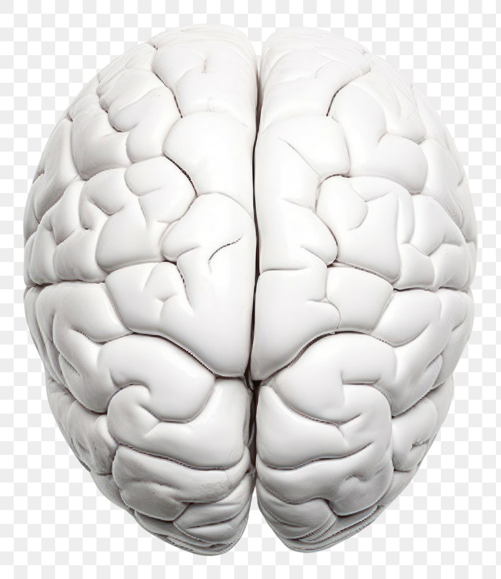 PNG Human brain white porcelain vegetable.