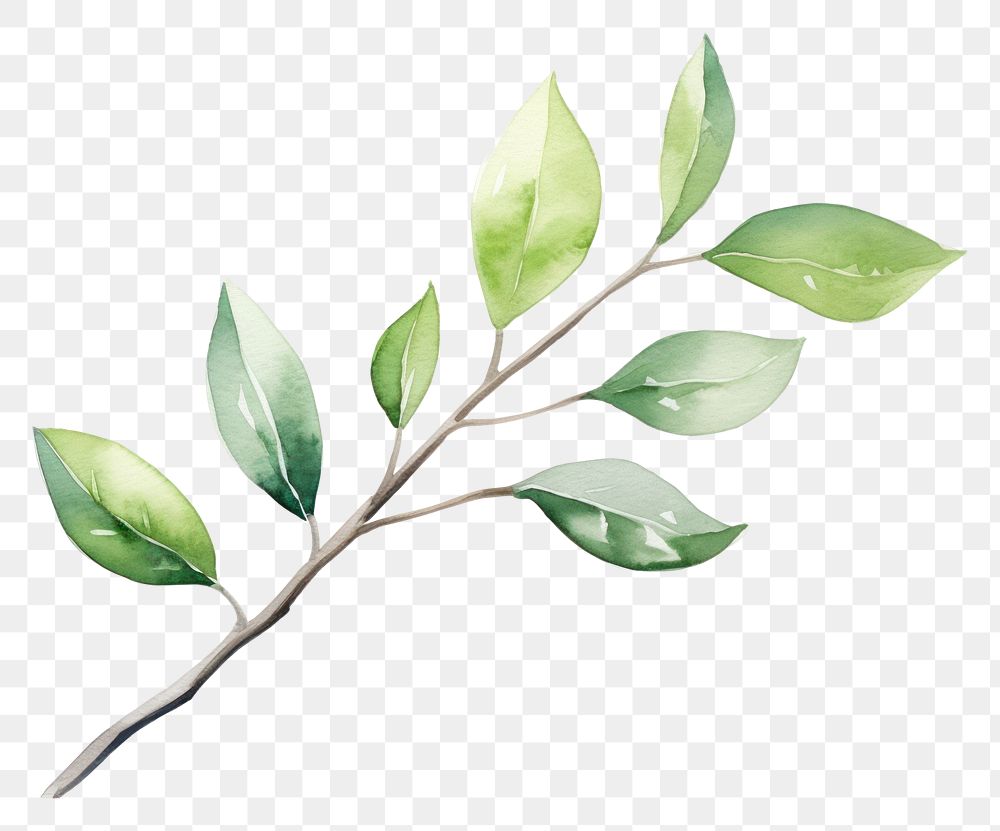 PNG Tree branch plant leaf annonaceae.