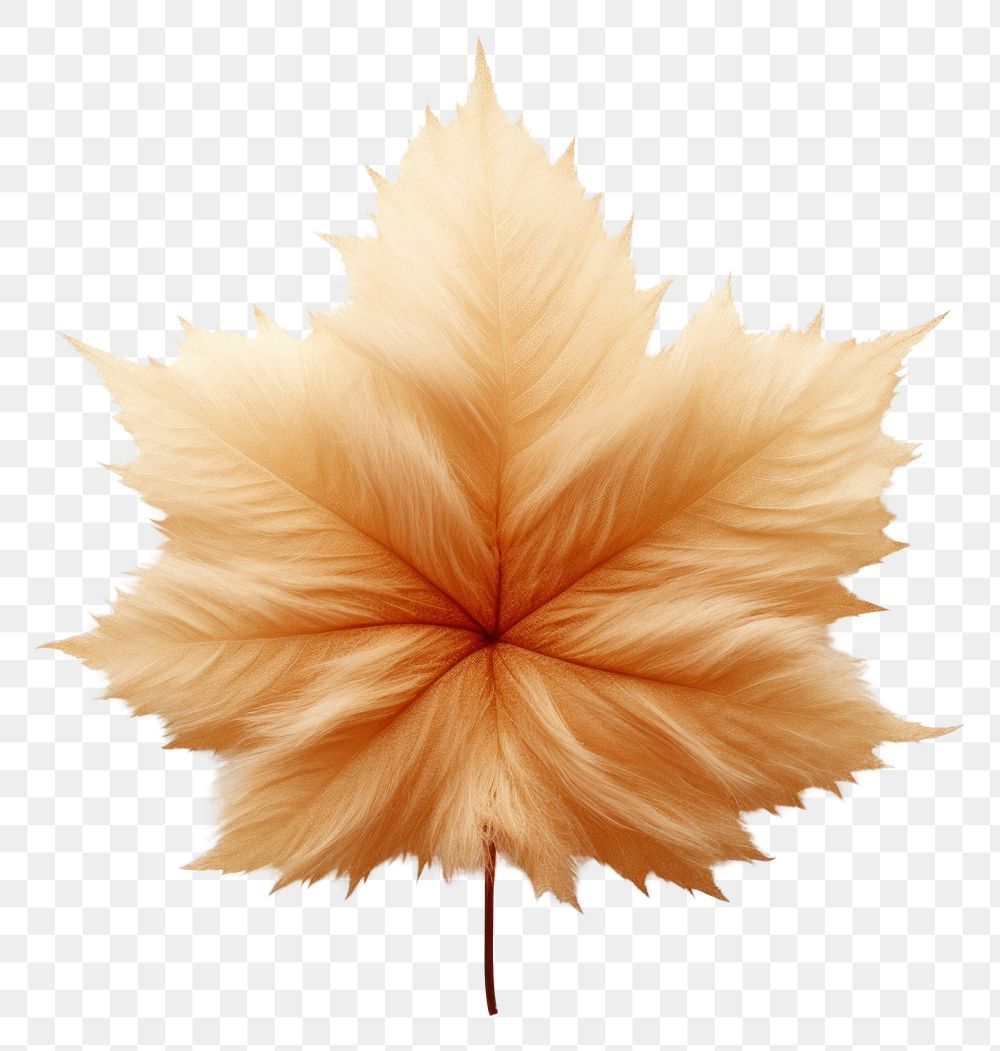 PNG Furry maple leaf plant tree fragility.