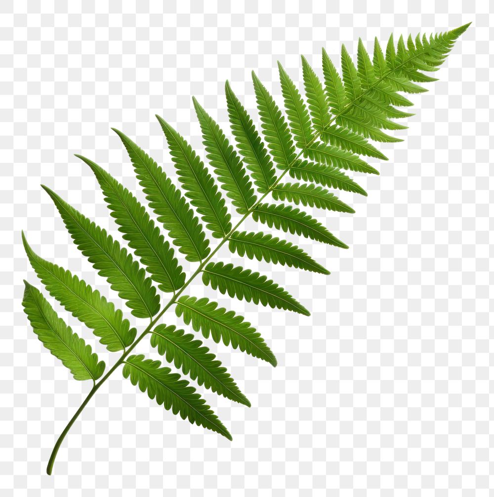 PNG Fern leaf plant white background