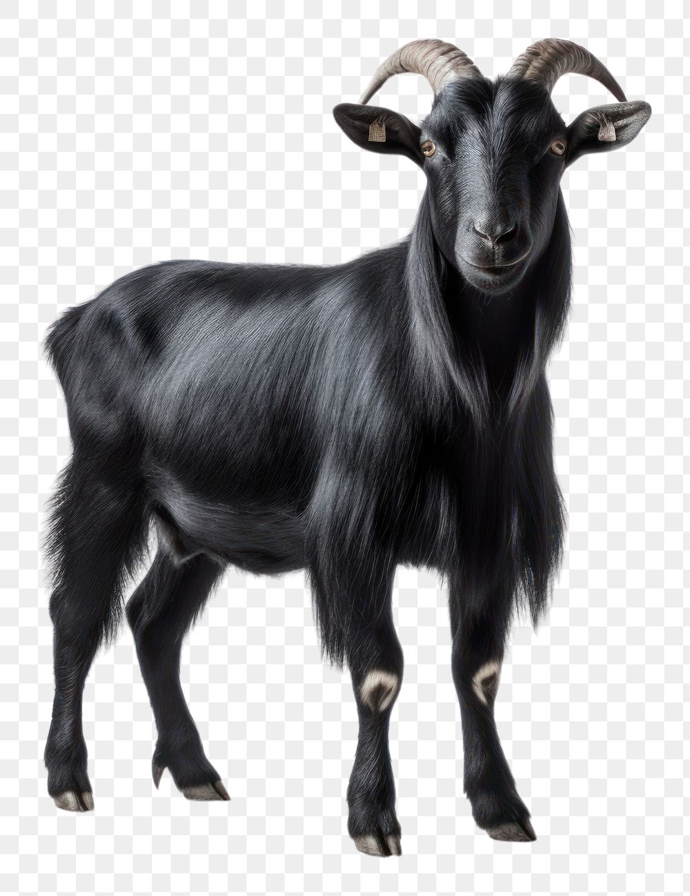 PNG Black goat livestock wildlife animal.