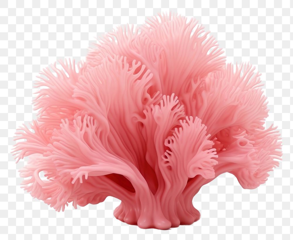 PNG Pink decorative coral plant pink food.