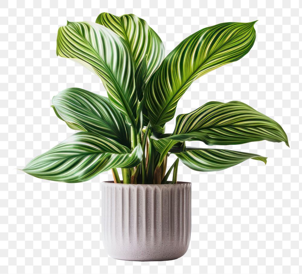 PNG Calathea makoyana in a pot plant leaf vase.