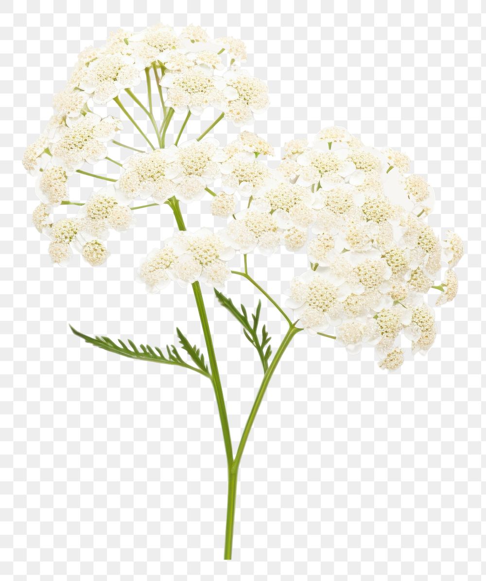 PNG White yarrow blossom flower plant.