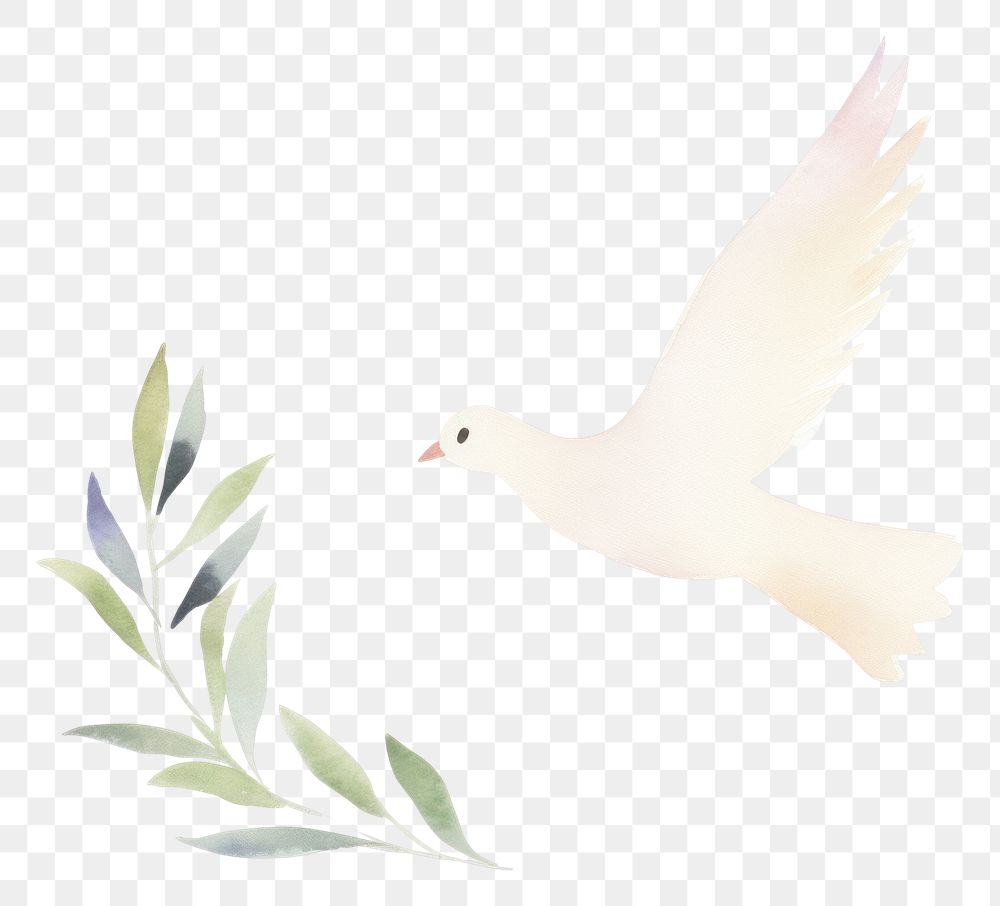 PNG Peace dove with olive branch white bird white background.
