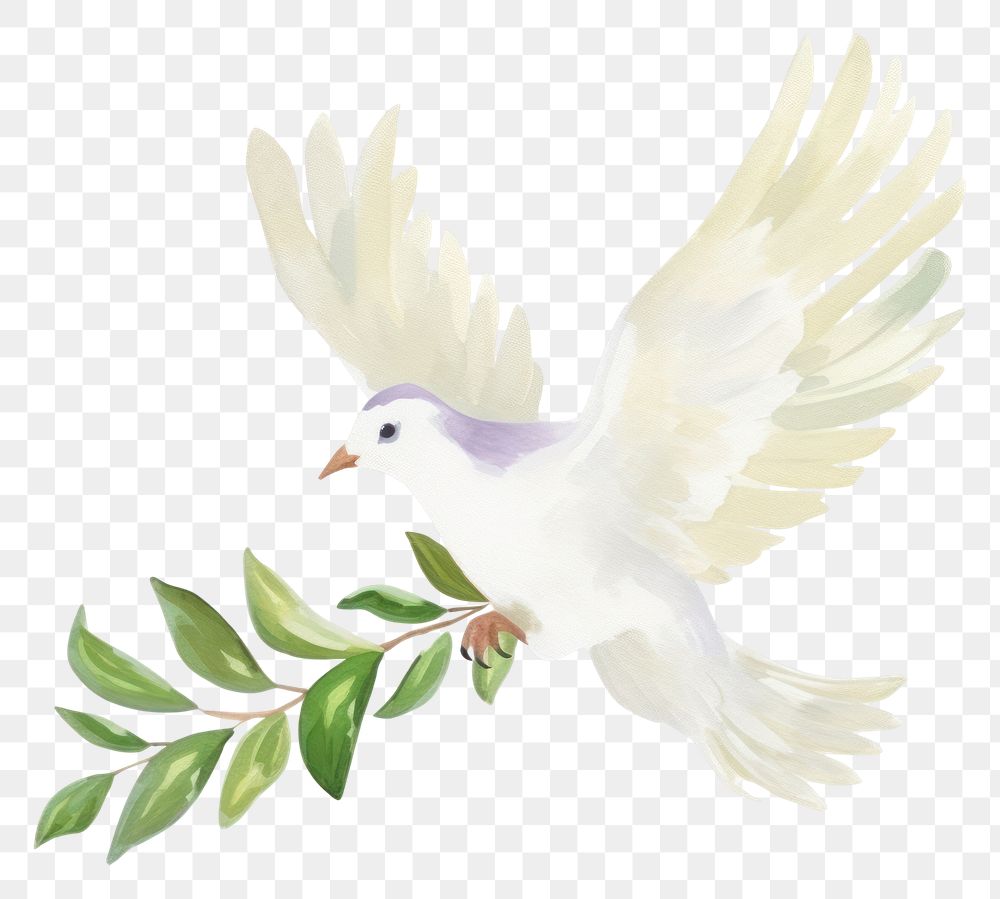 PNG Animal white bird dove.