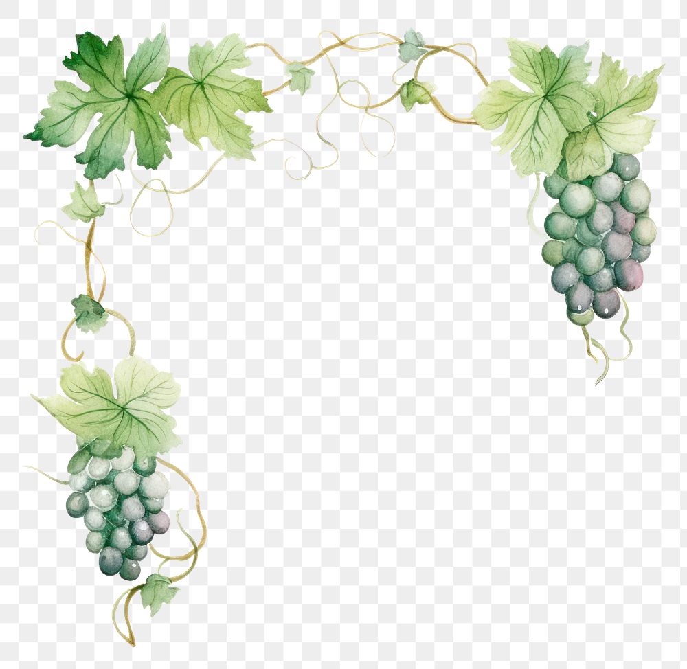PNG Grape vines frame watercolor grapes plant food.