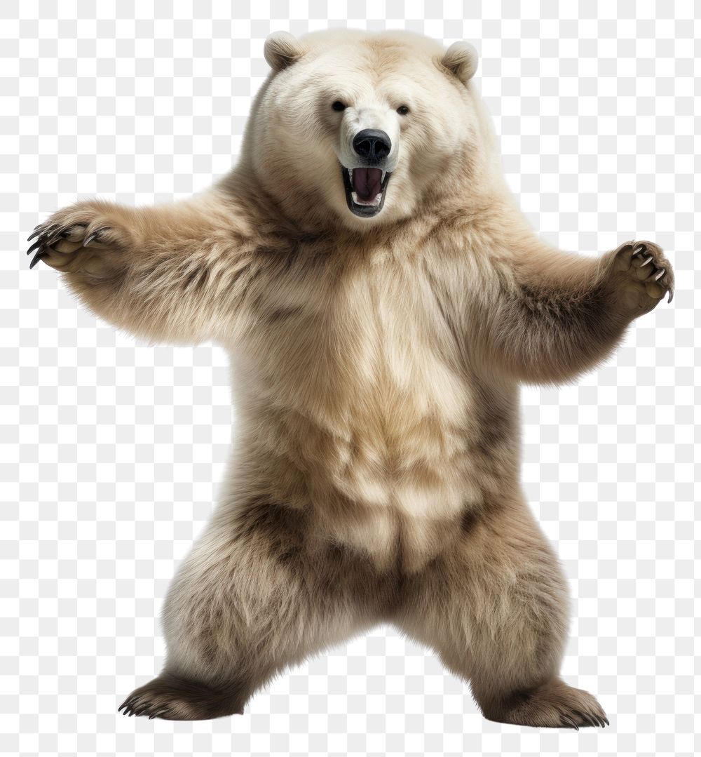 PNG Happy smiling dancing bear wildlife mammal animal.