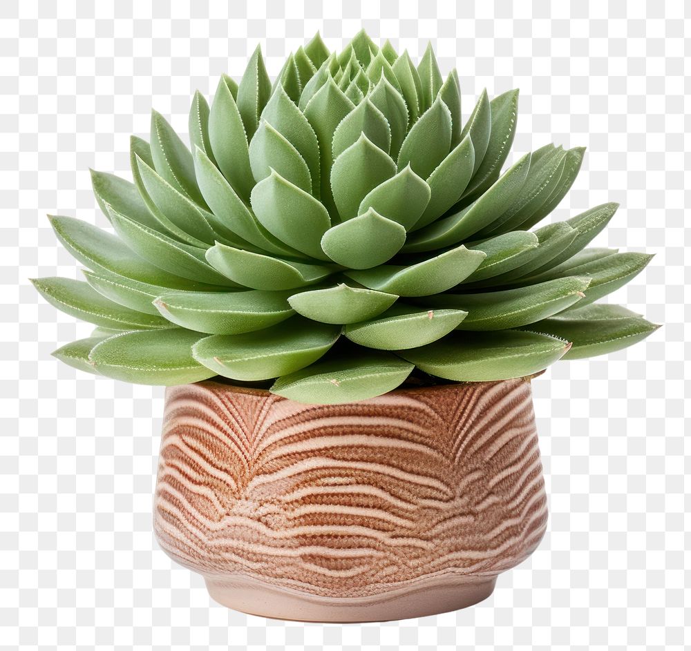 PNG Photography of houseleek in pot plant pottery aloe vase.