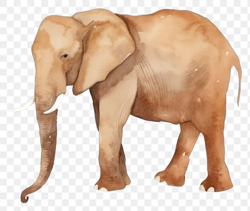 PNG  Elephant wildlife mammal animal.