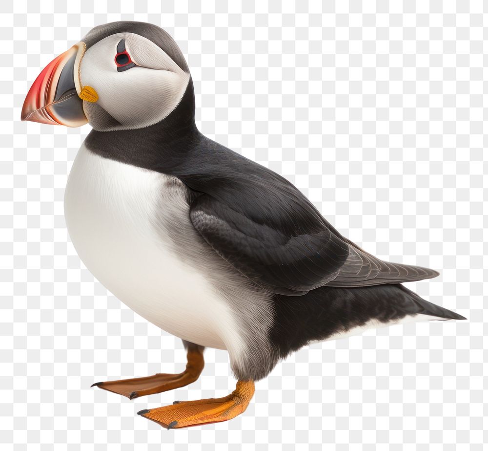 PNG  Puffin animal bird white background.