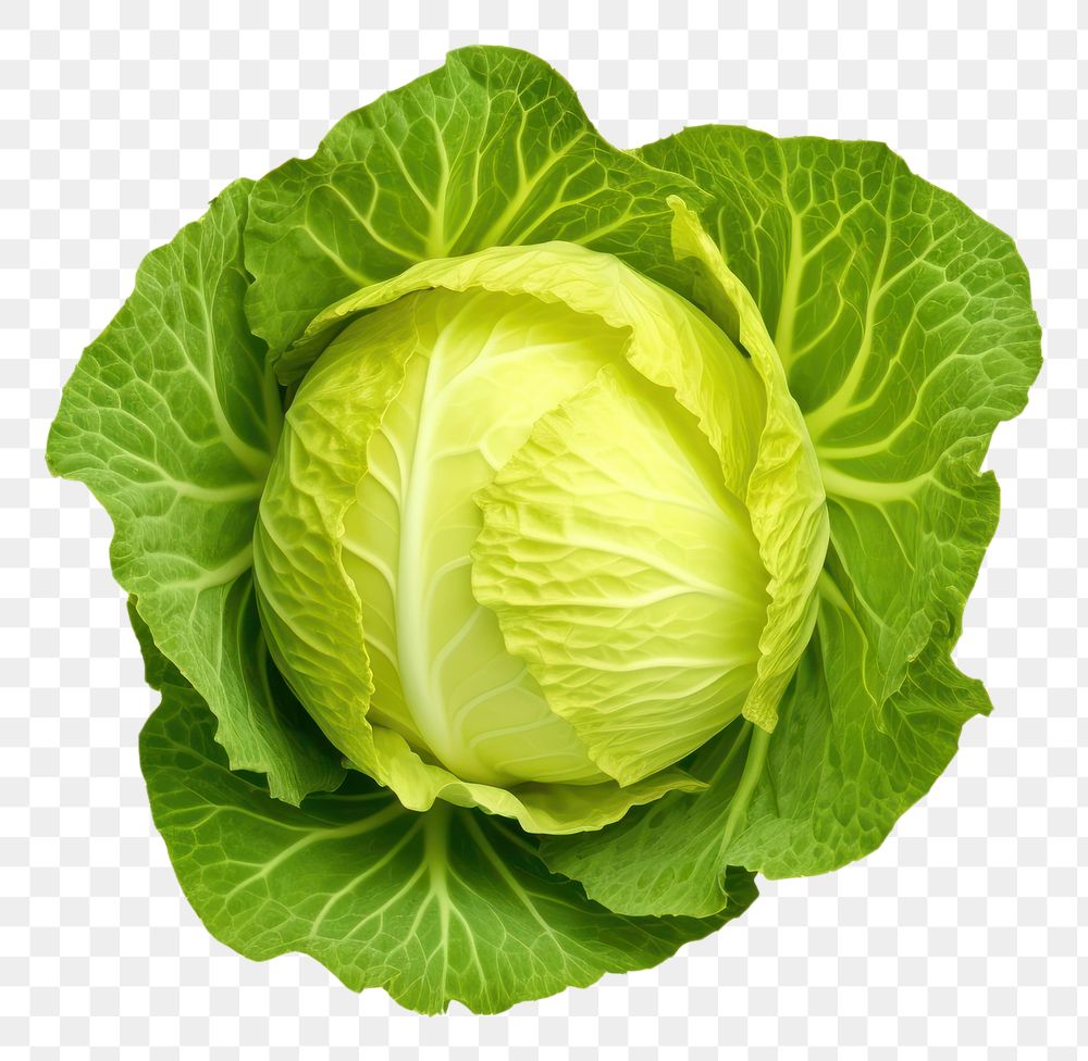 PNG Fresh cabbage vegetable yellow plant.