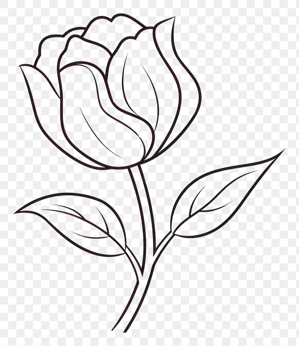PNG Tulip outline sketch drawing flower white.