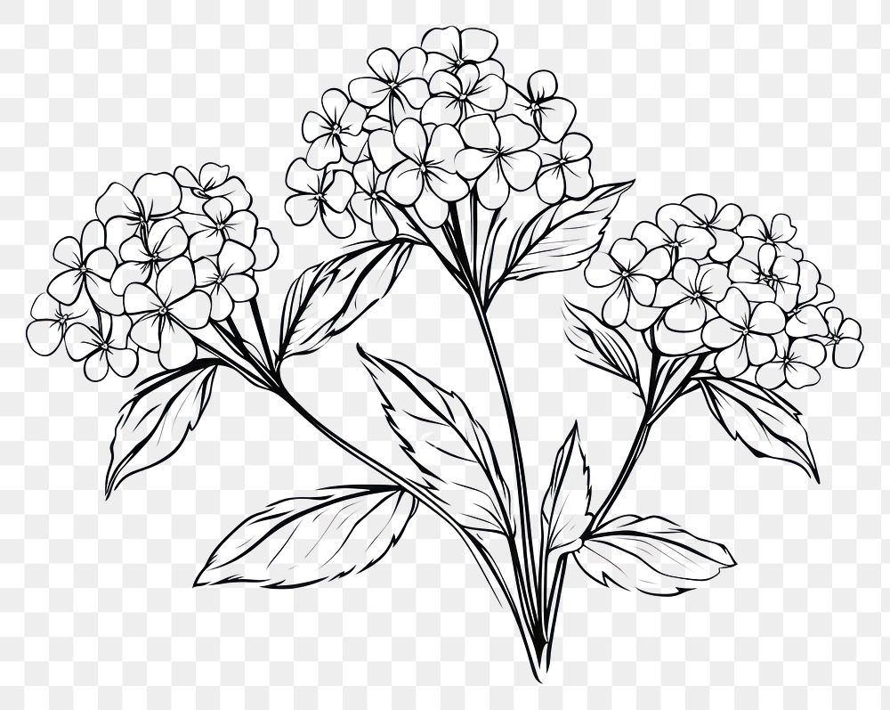 PNG Hydrangea outline sketch drawing plant white.