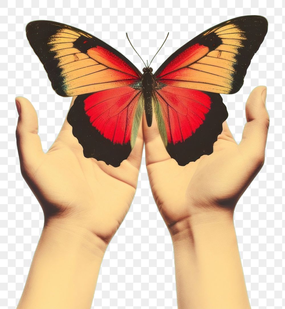 PNG Hand holding butterfly animal insect finger.