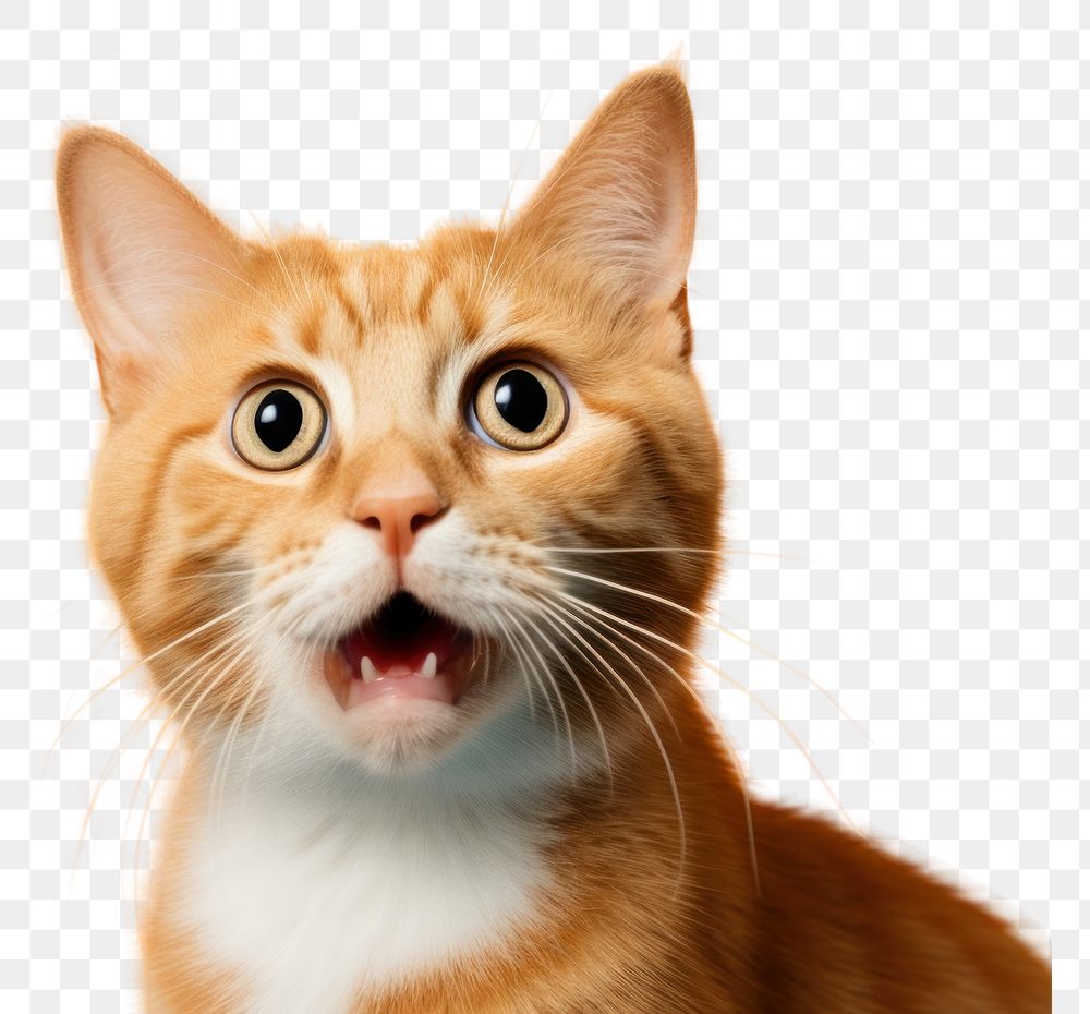 PNG Confused orange cat mammal animal kitten