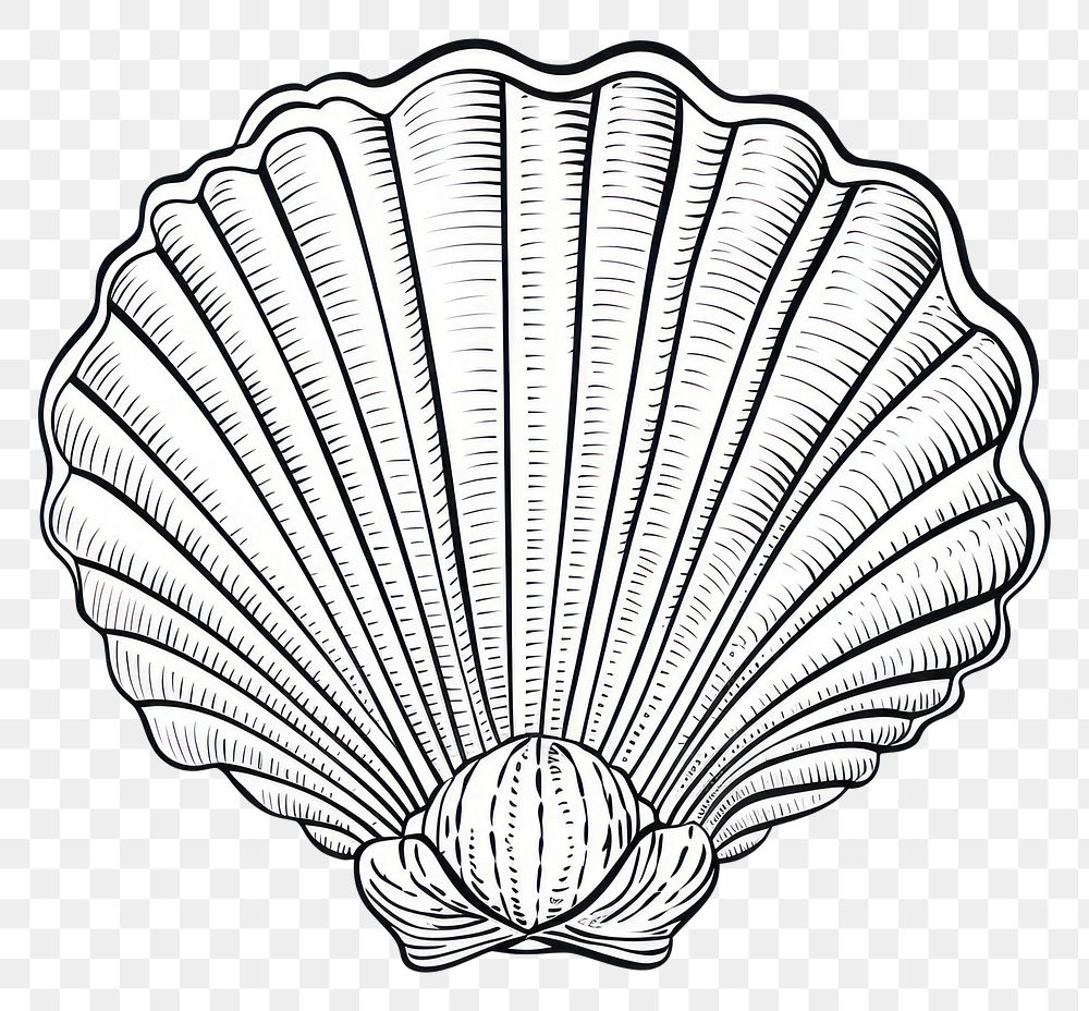 PNG Shell sketch clam white background.