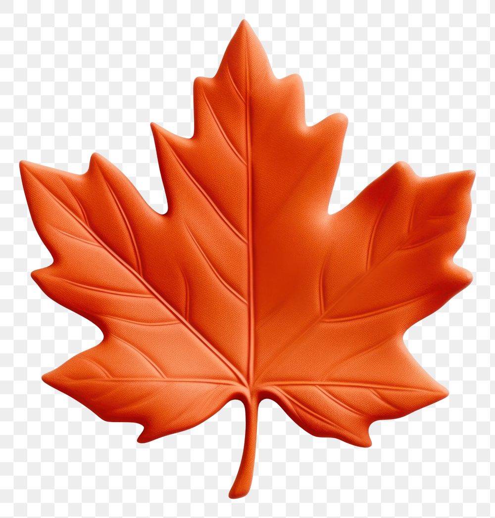 PNG Maple leaf plant tree white background.