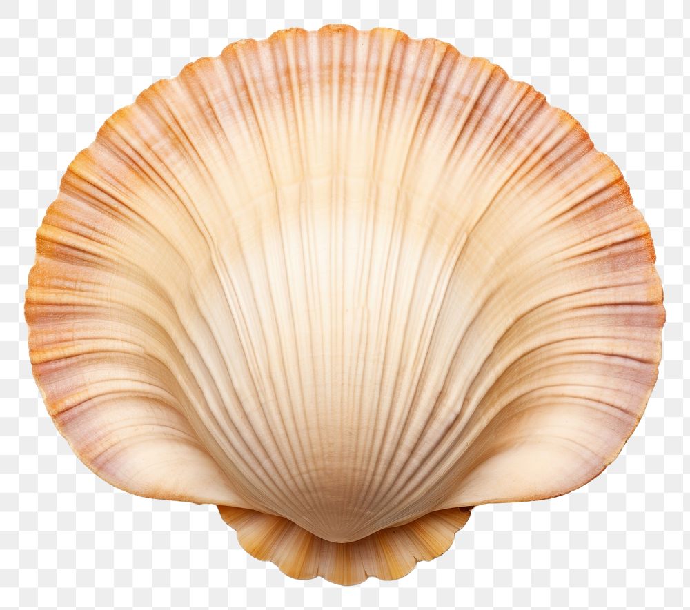 PNG Scallop seashell seafood clam.