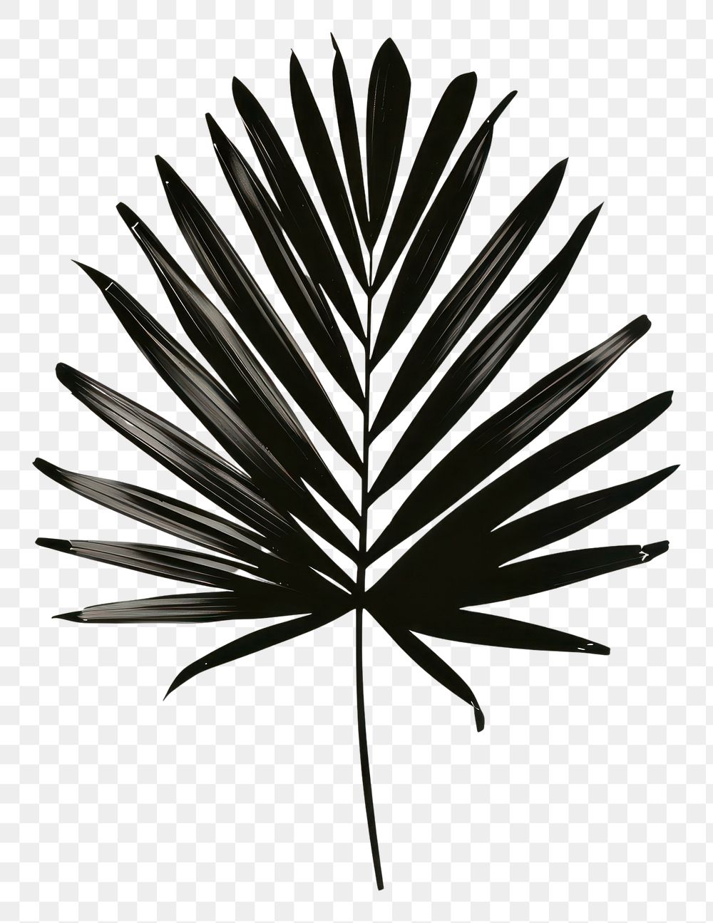 PNG Tropical leave pattern plant leaf.