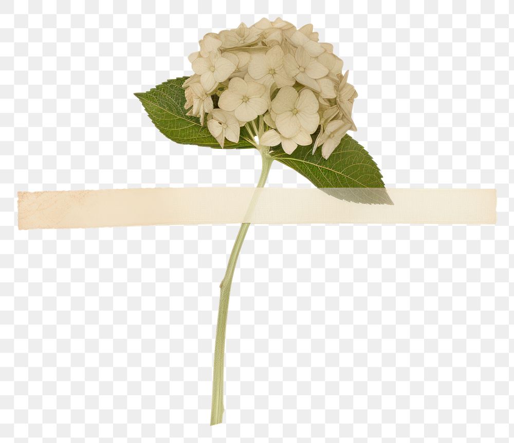 PNG Hortensia flower ephemera plant petal white.