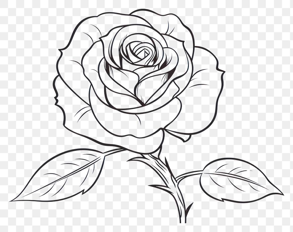 PNG Rose sketch rose drawing.