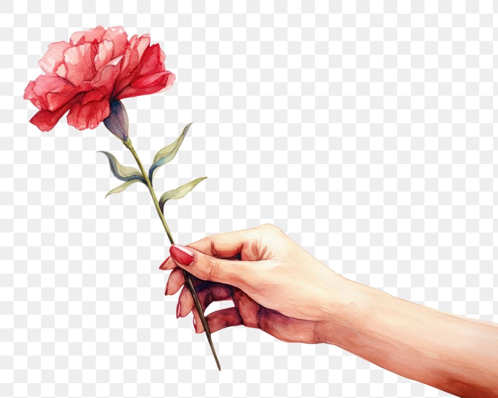PNG Hand holding a carnation flower plant rose white background.