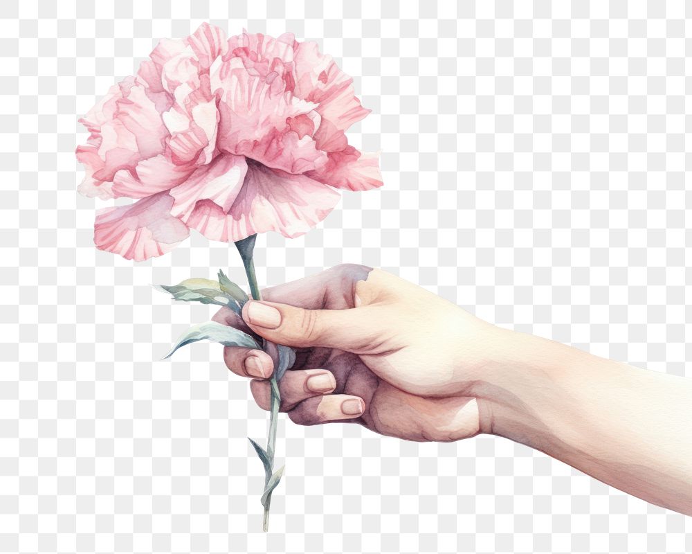 PNG Hand holding a pink carnation flower plant rose white background.