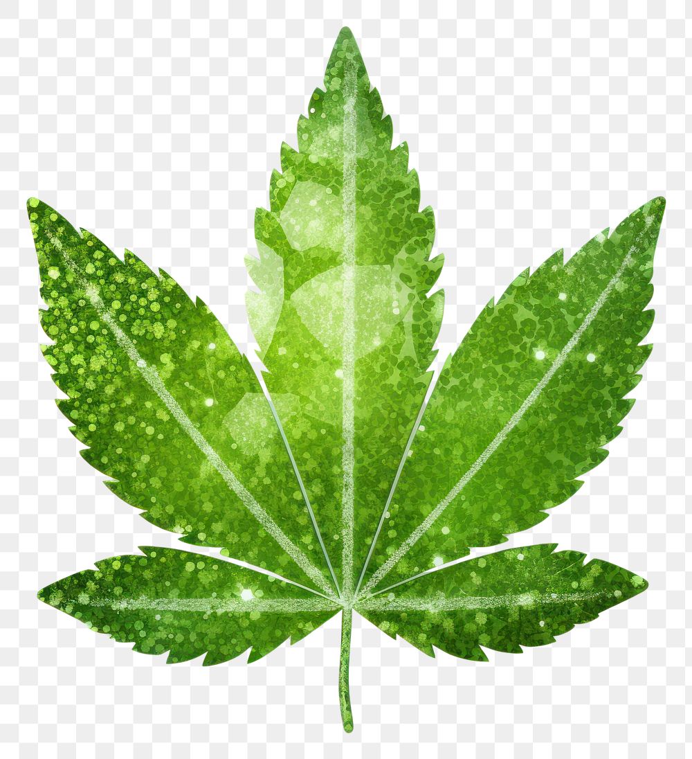 PNG Green leaf icon plant herbs white background.