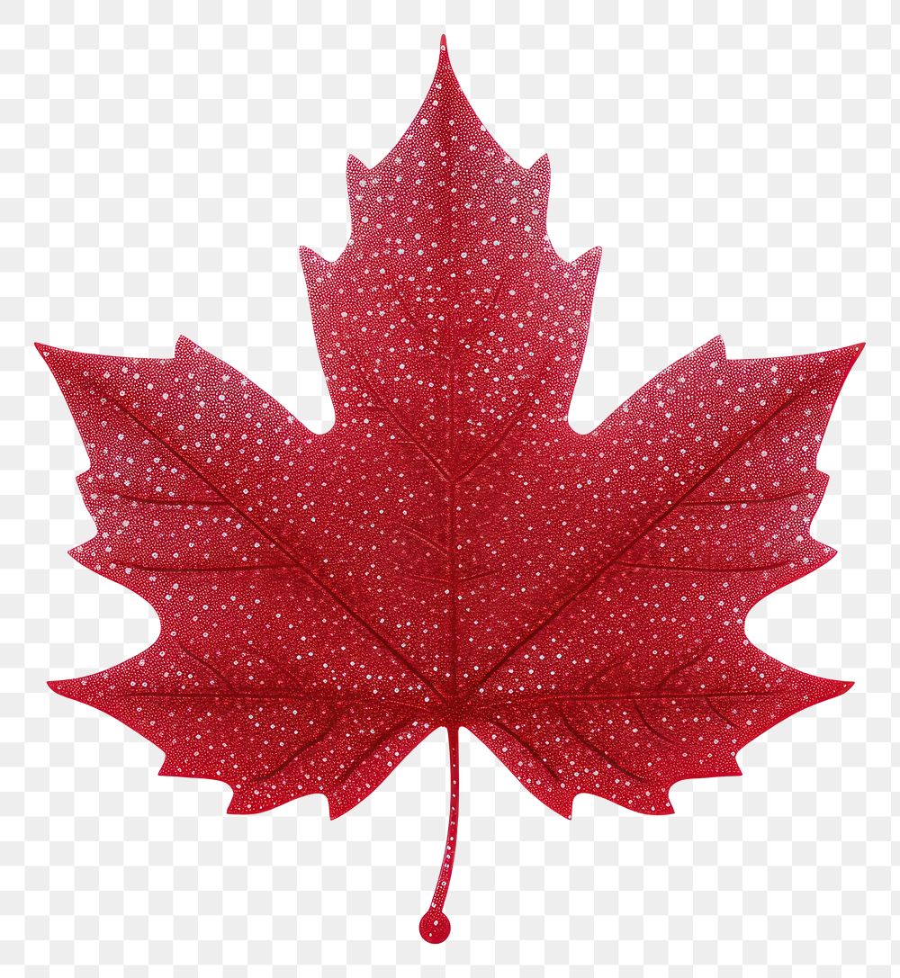 PNG Red maple leaf icon plant shape tree.