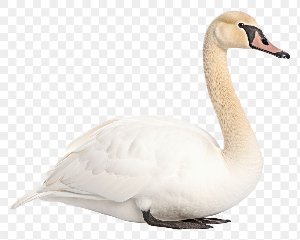 PNG Trumpeter swan animal goose white.