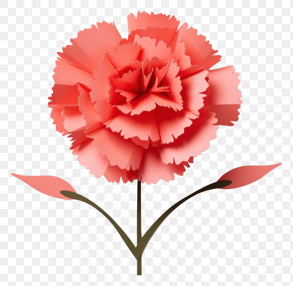 PNG Carnation flower plant rose.