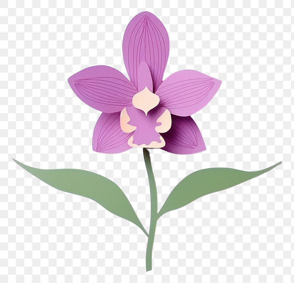 PNG Orchid blossom flower plant.