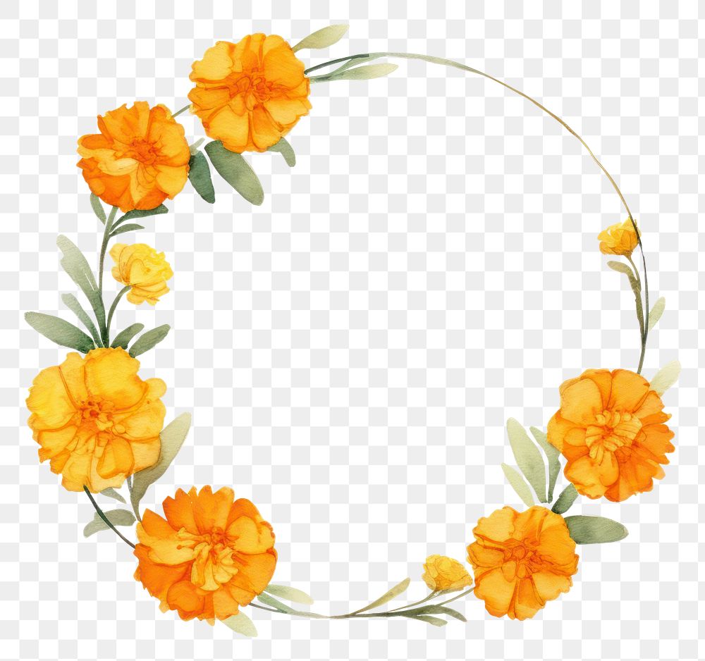 PNG Marigold cercle border flower wreath plant