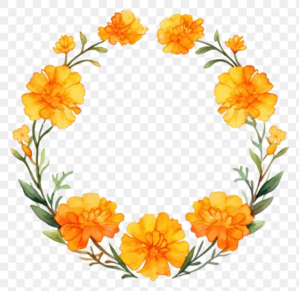 PNG Marigold cercle border flower wreath plant.