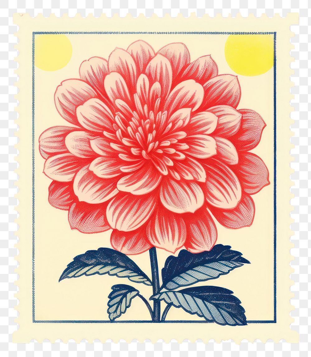 PNG  Flower with Risograph style dahlia plant inflorescence.
