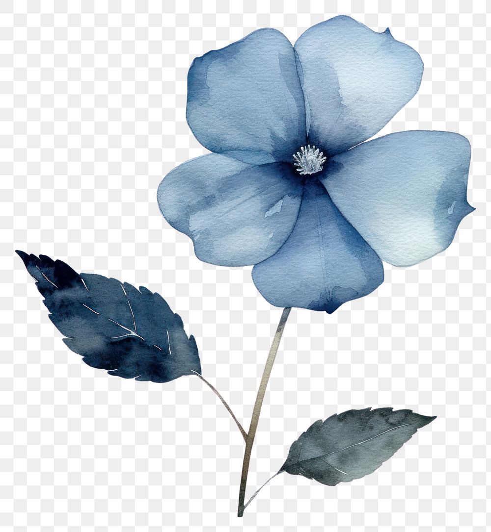 PNG Blue flower petal plant leaf