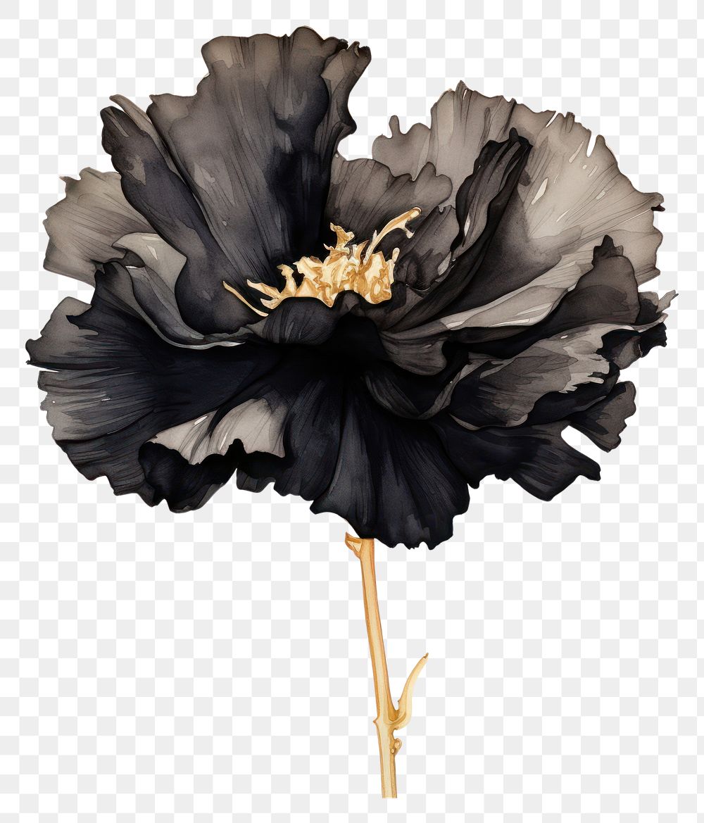 PNG Black color carnation flower petal plant.
