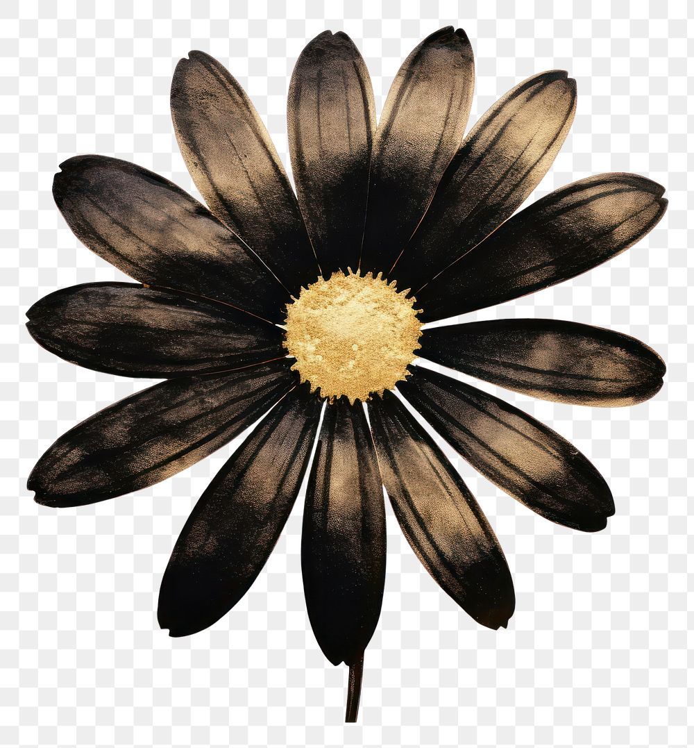 PNG Black color daisy flower petal plant.