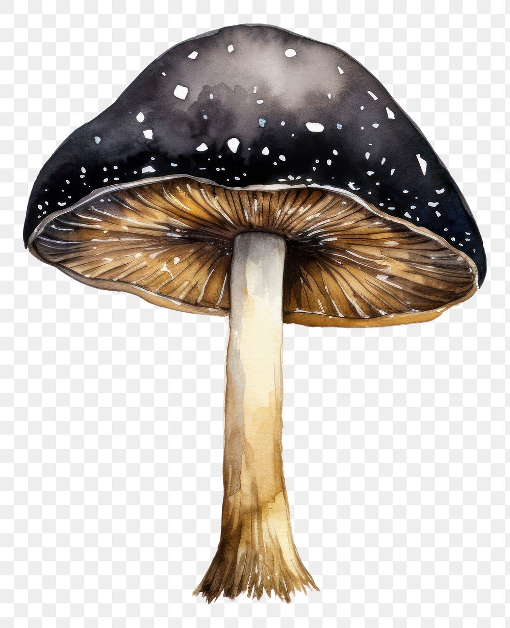 PNG Black color mushroom fungus agaric white background.