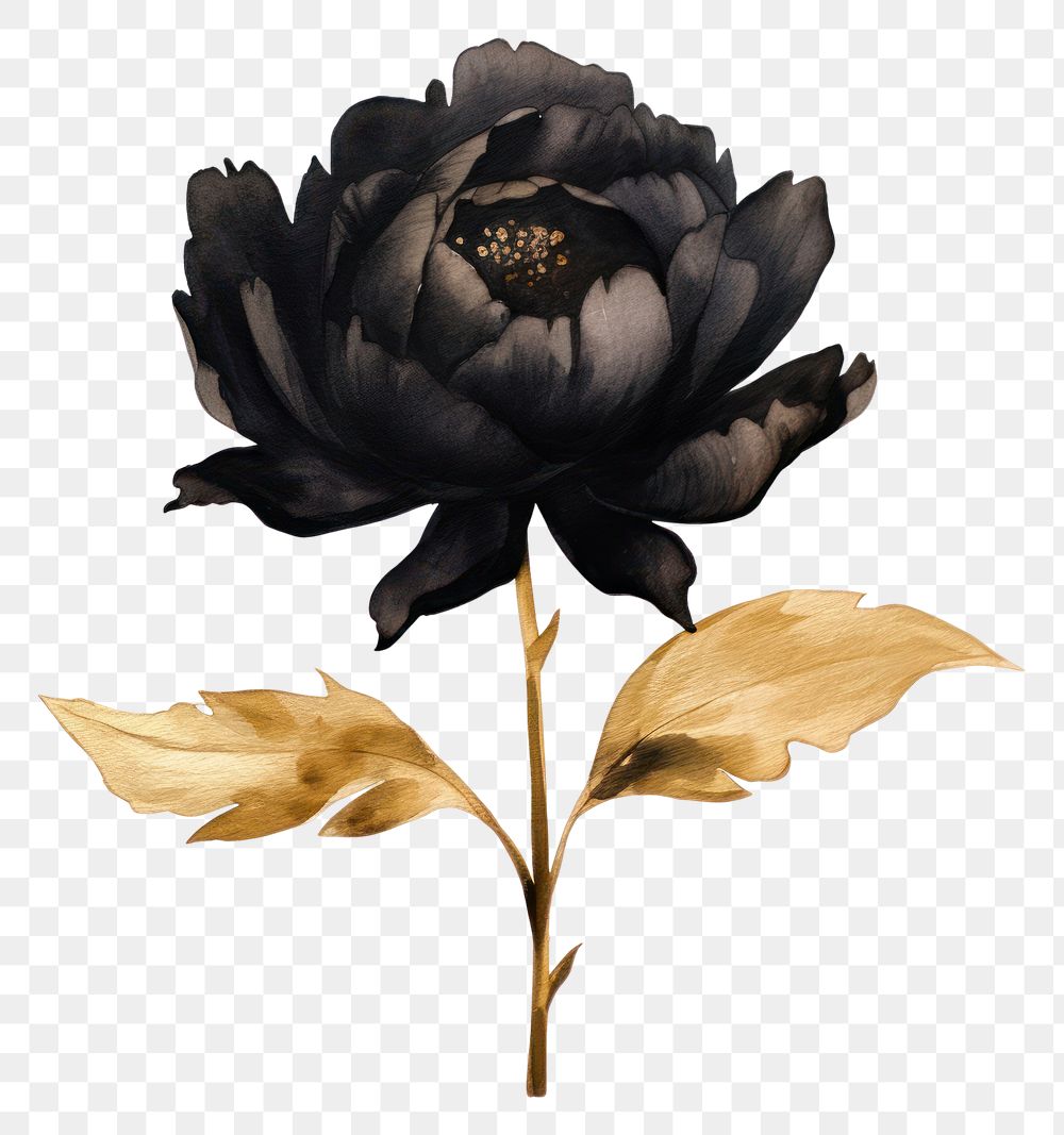 PNG Black color peony flower plant rose.
