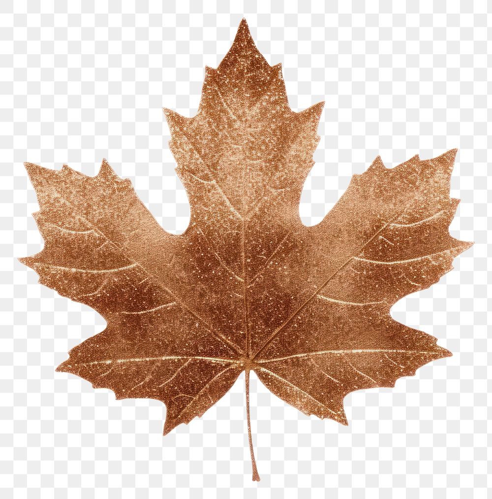 PNG Brown maple leaf icon plant tree white background.