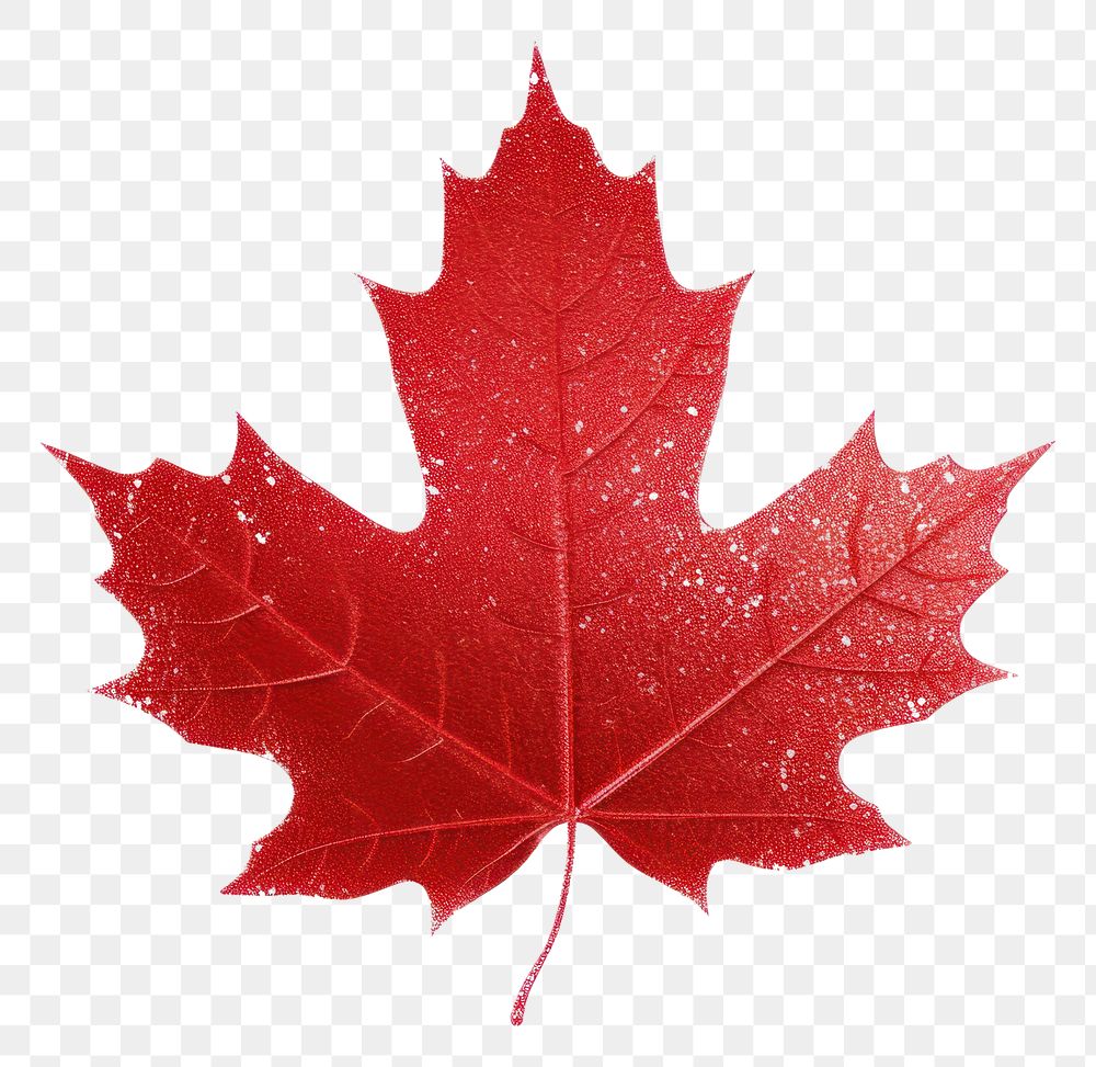 PNG Red maple leaf icon plant shape tree.