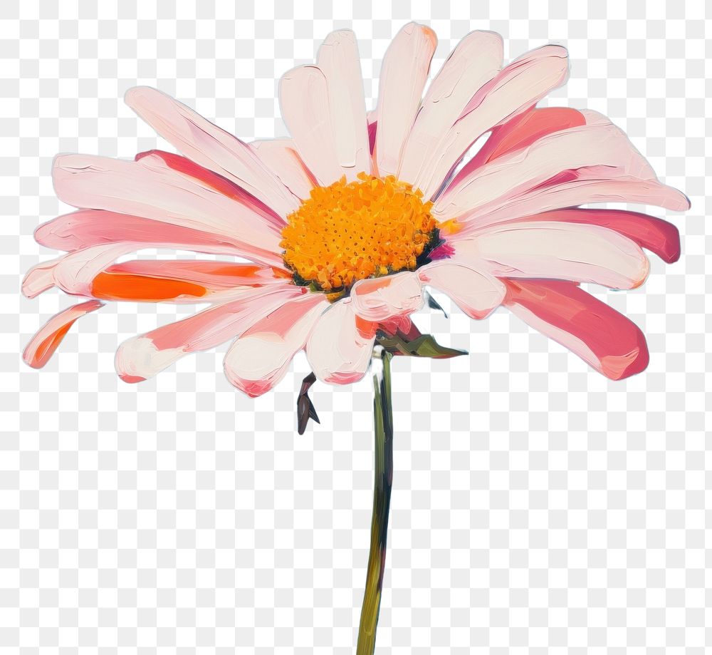 PNG  Daisy painting blossom flower.